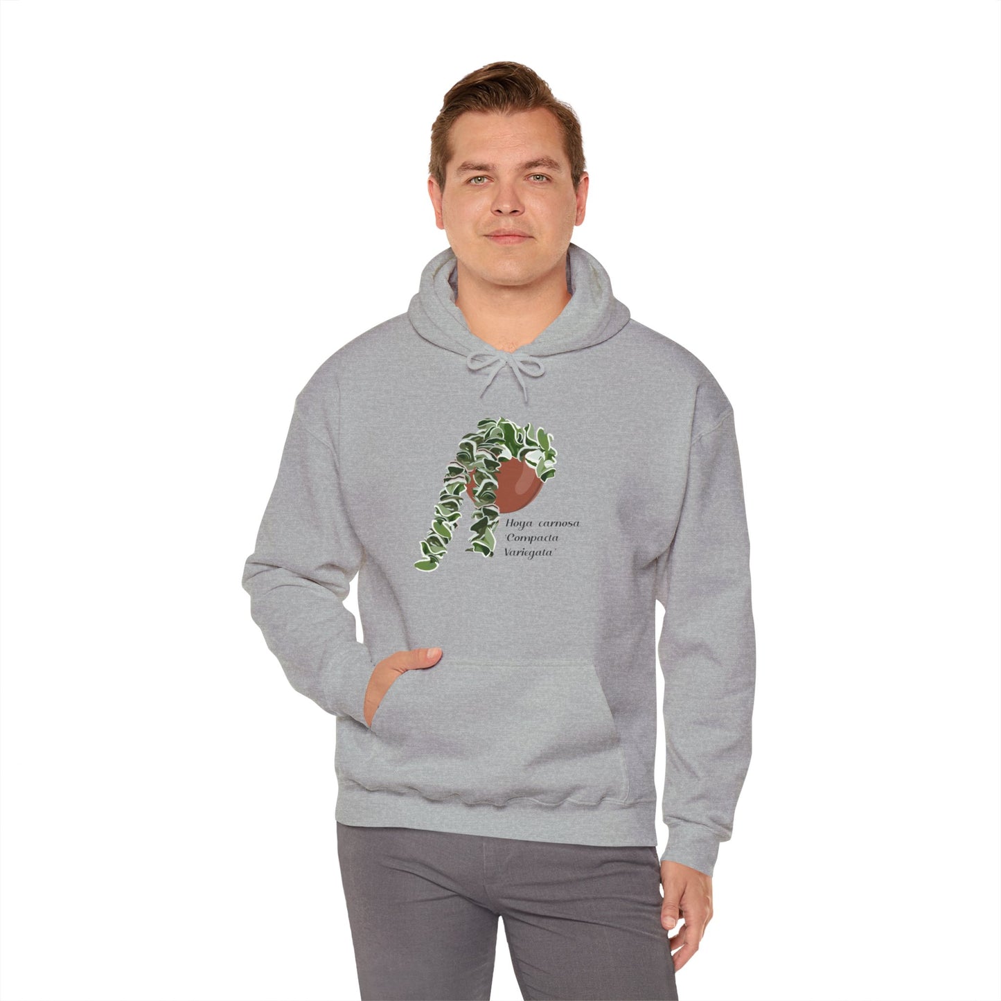 Hoya Carnosa 'Compacta Variegata' Hindu Rope Hoodie - Grey