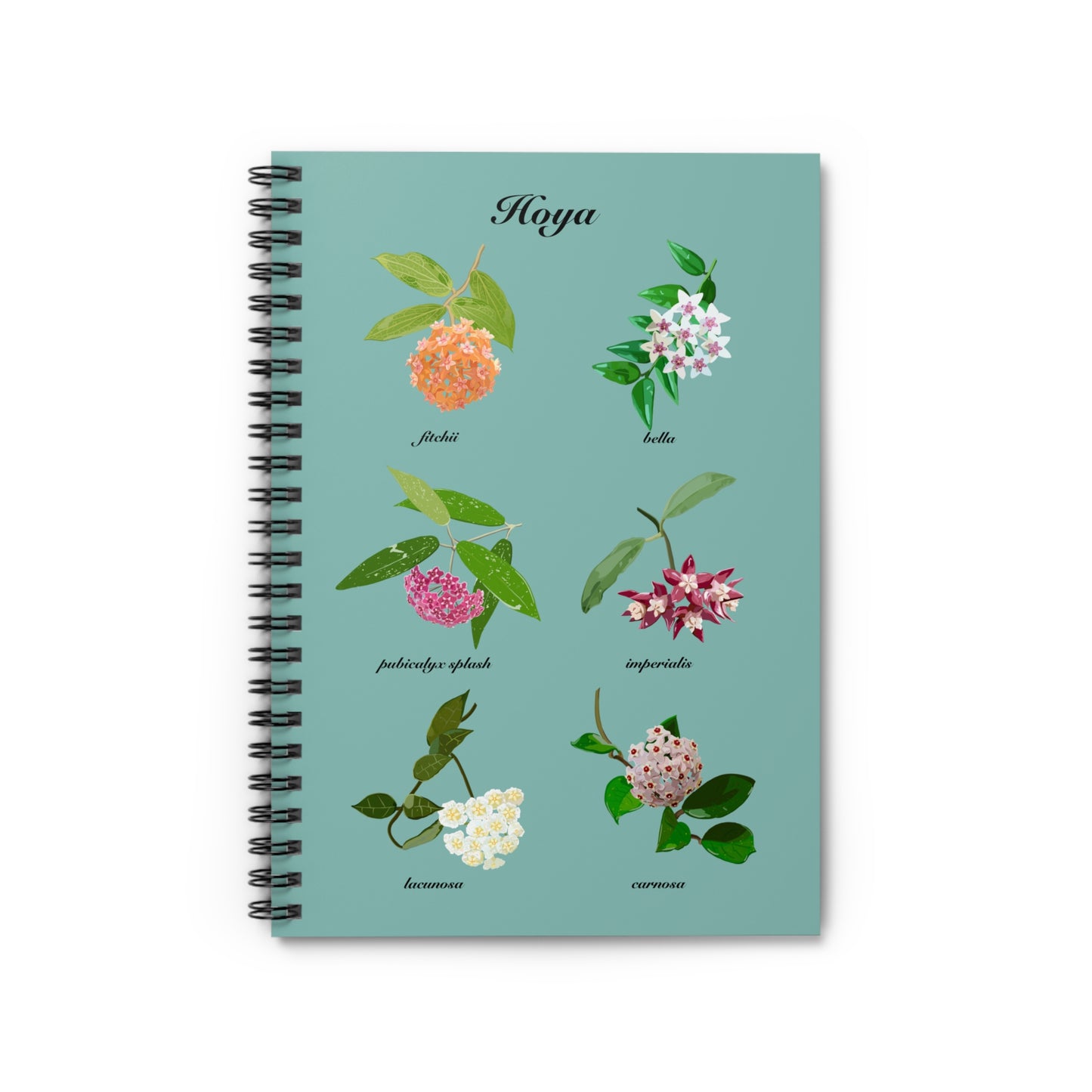 Hoyas in Bloom spiral notebook with ruled line paper. Great for writing down plant wish list, new ideas, to do list, shopping list and journal. Perfect gift for plant lovers.