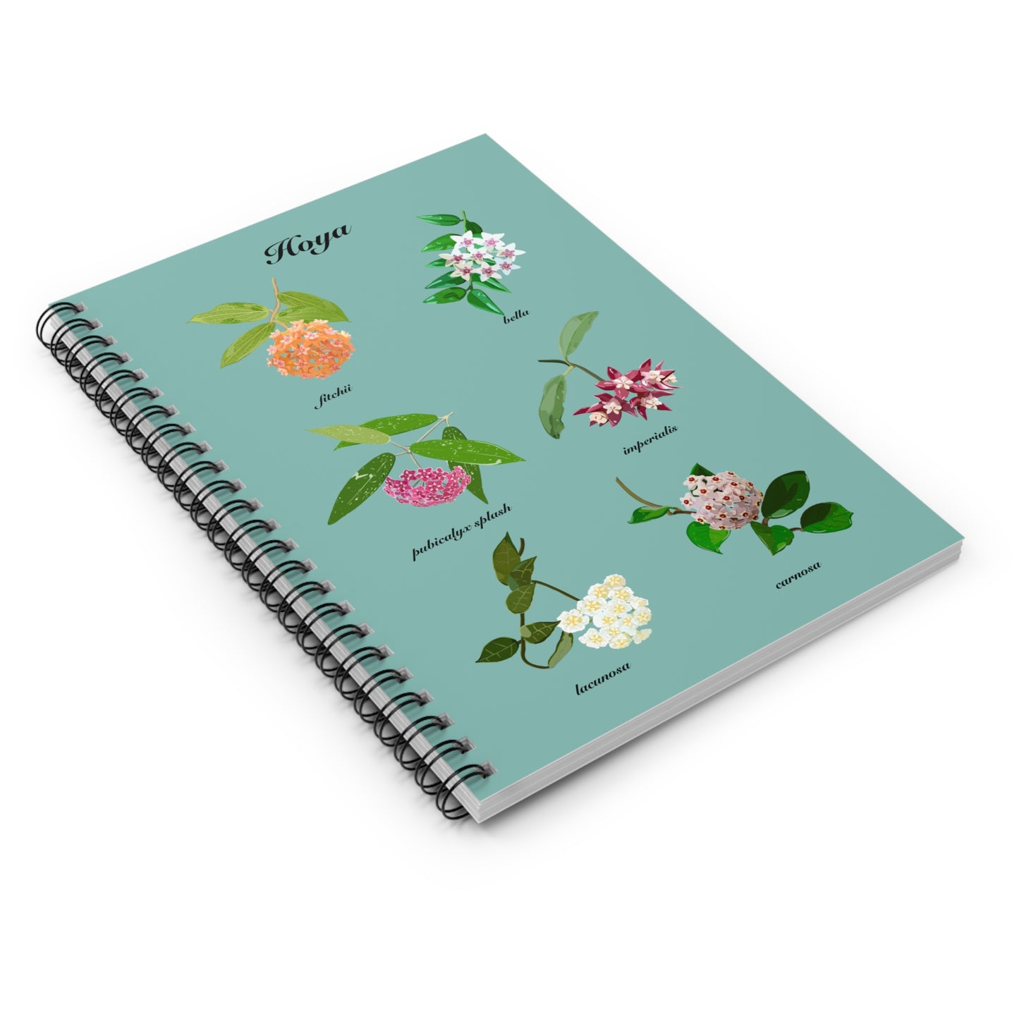 Hoyas in Bloom spiral notebook with ruled line paper. Great for writing down plant wish list, new ideas, to do list, shopping list and journal. Perfect gift for plant lovers.