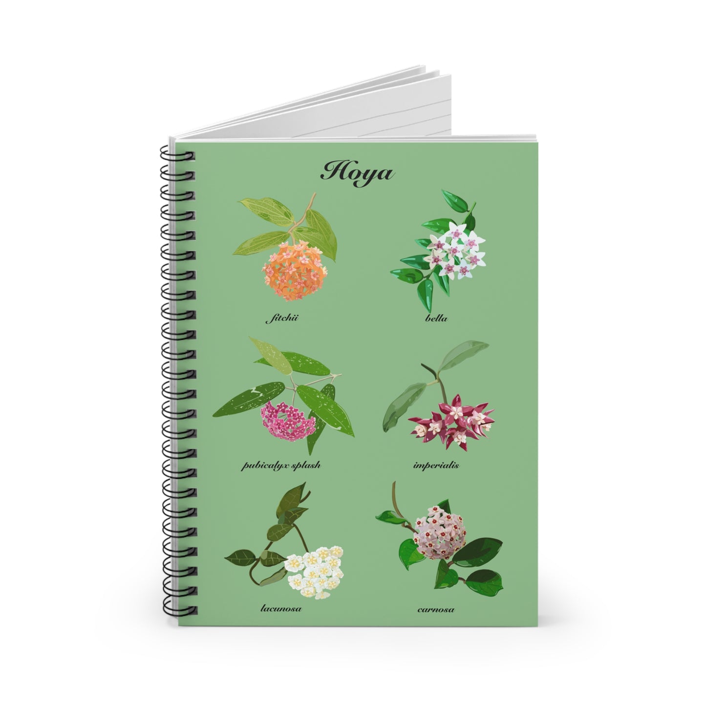 Hoyas in Bloom spiral notebook with ruled line paper. Great for writing down plant wish list, new ideas, to do list, shopping list and journal. Perfect gift for plant lovers.