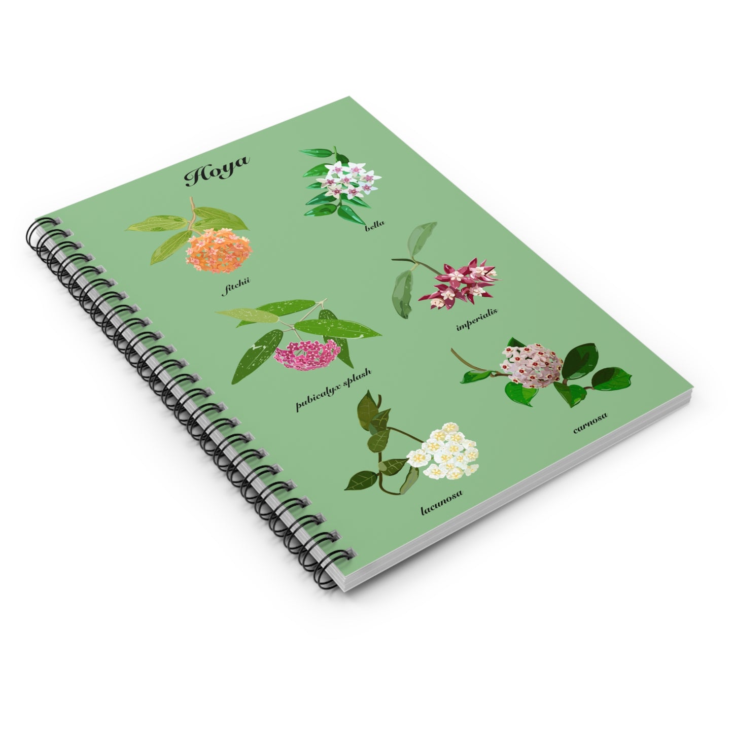 Hoyas in Bloom spiral notebook with ruled line paper. Great for writing down plant wish list, new ideas, to do list, shopping list and journal. Perfect gift for plant lovers.