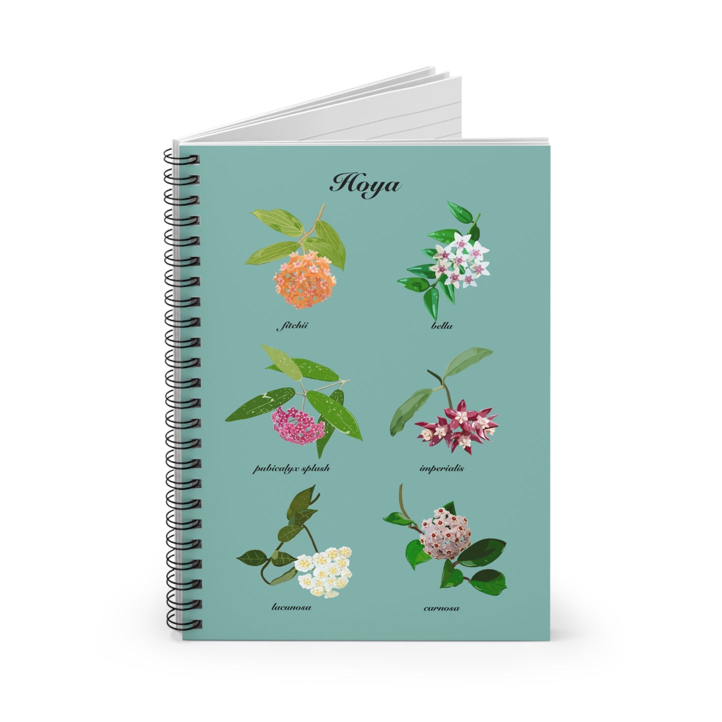 Hoyas in Bloom spiral notebook with ruled line paper. Great for writing down plant wish list, new ideas, to do list, shopping list and journal. Perfect gift for plant lovers.