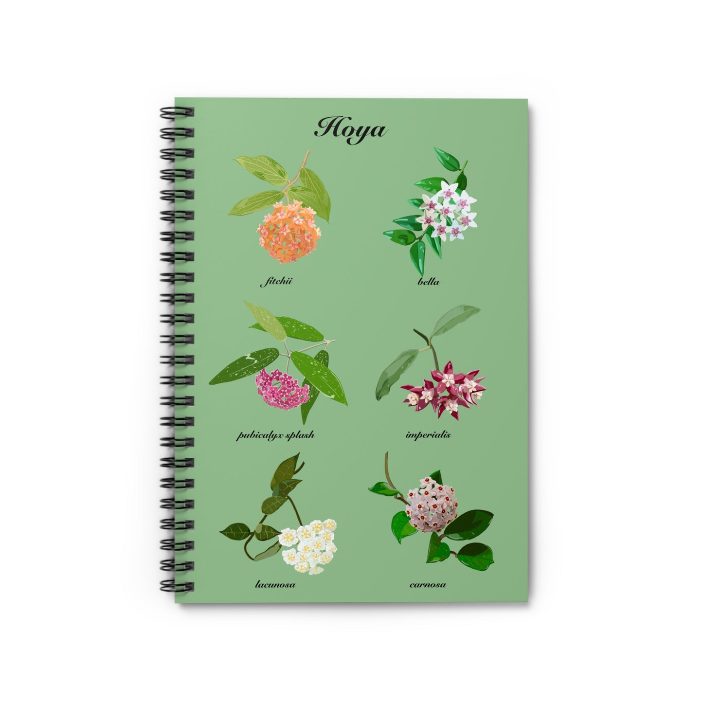 Hoyas in Bloom spiral notebook with ruled line paper. Great for writing down plant wish list, new ideas, to do list, shopping list and journal. Perfect gift for plant lovers.