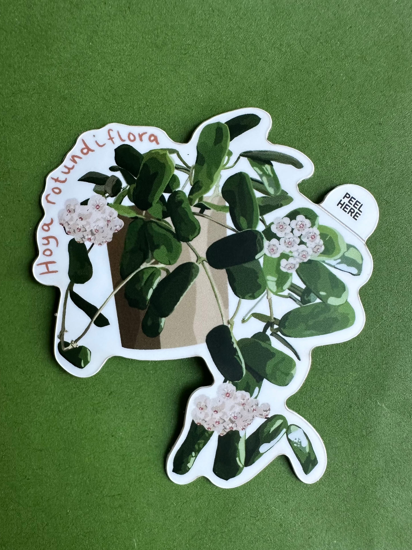 Hoya Rotundiflora Plant Lover Sticker