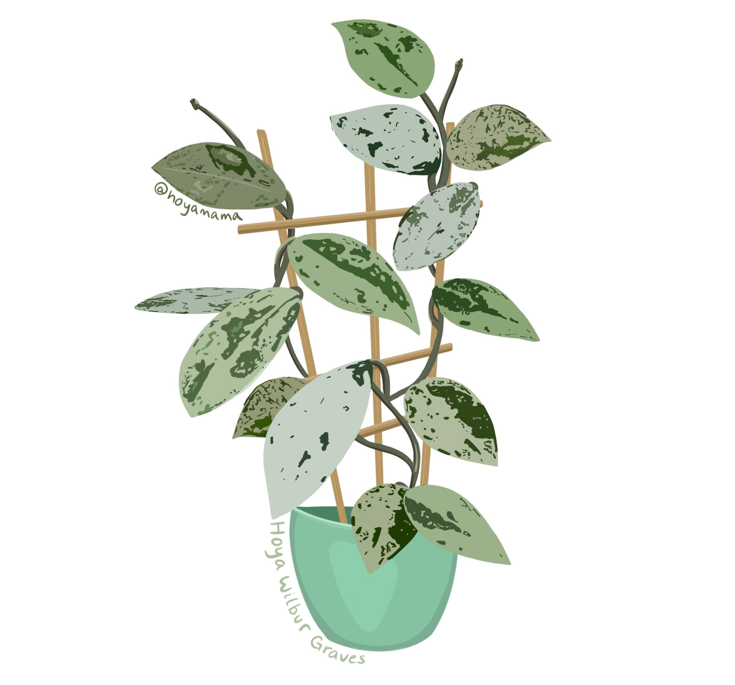 Hoya Carnosa Wilbur Graves Plant Lover Sticker