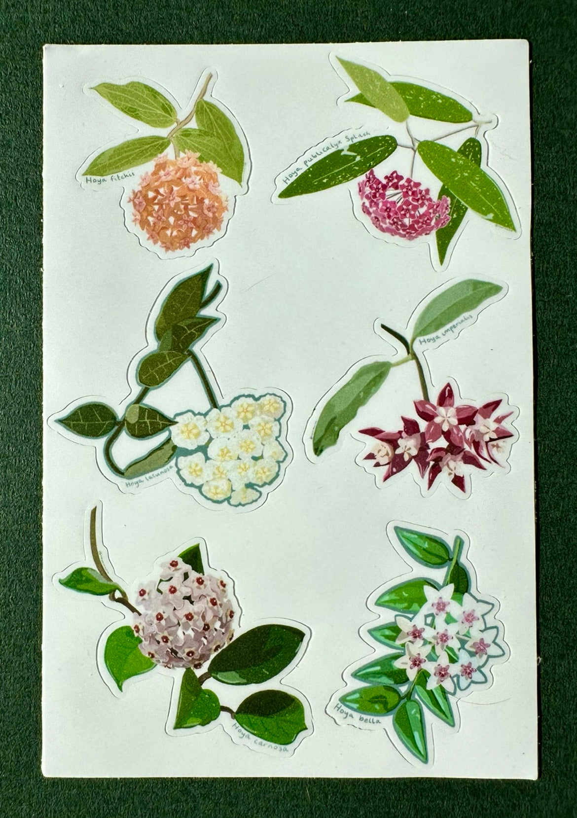 Hoyas in Bloom Sticker Sheet for Hoya and Plant Lovers
