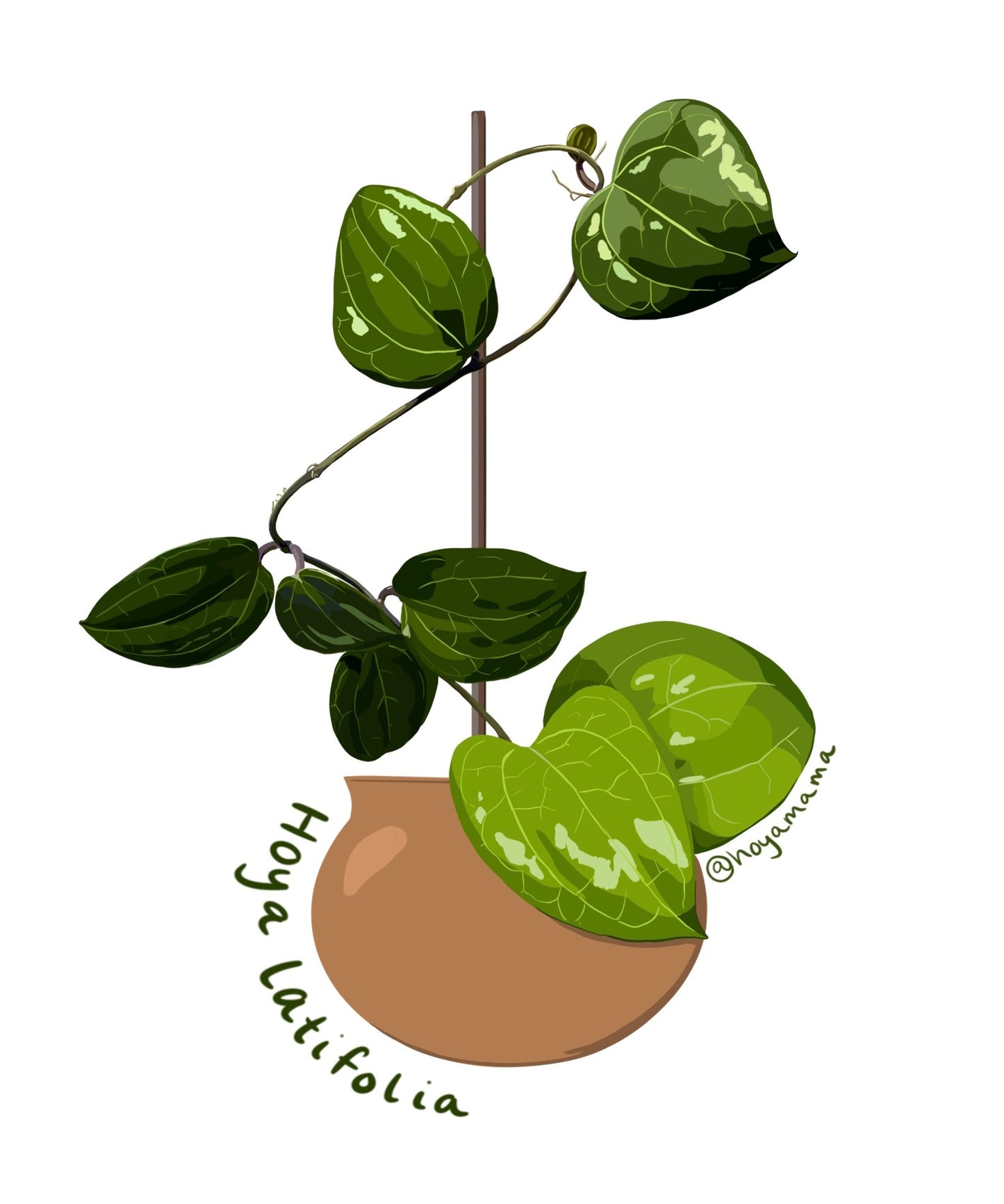 Hoya Latifolia Plant Lover Sticker