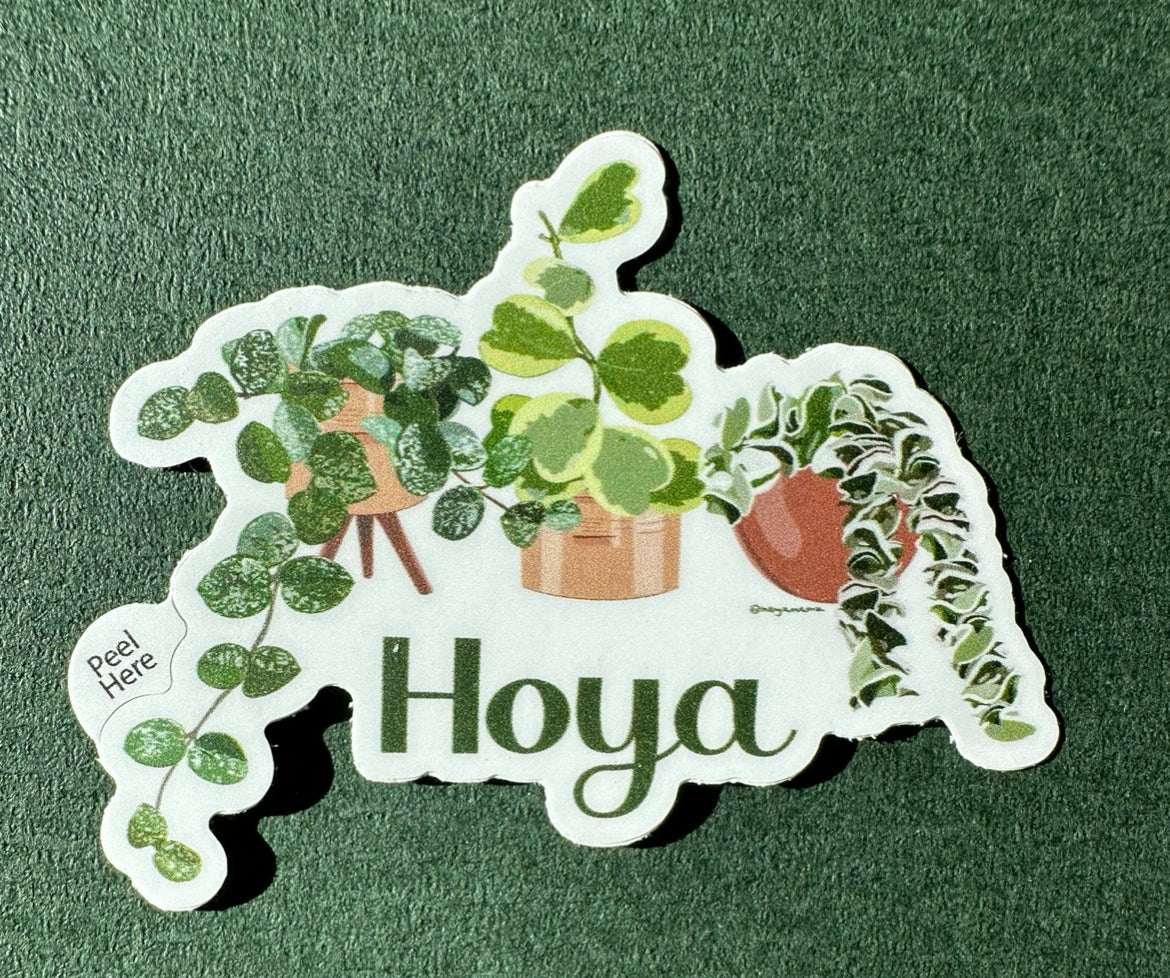 Hoya Mathilde Splash, Kerri Variegated, and Hindu Rope Trio Sticker for Plant Lovers