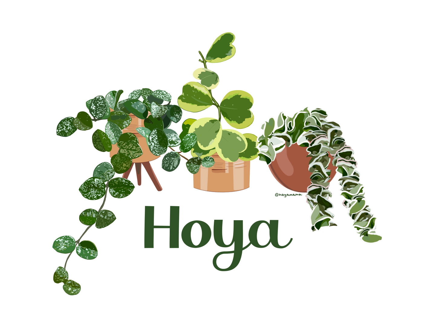 Hoya Mathilde Splash, Kerri Variegated, and Hindu Rope Trio Sticker for Plant Lovers
