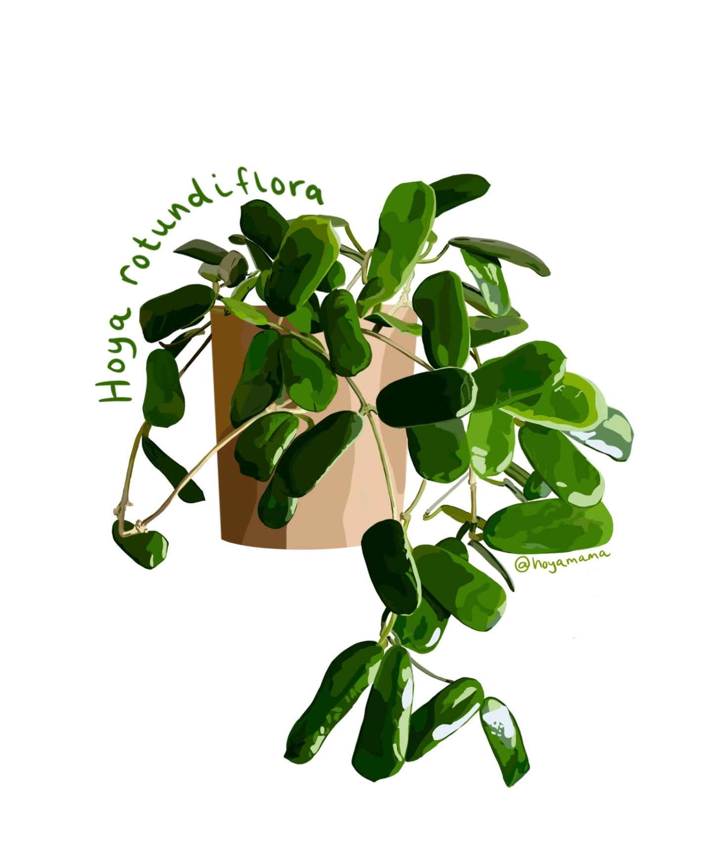 Hoya Rotundiflora Plant Lover Sticker