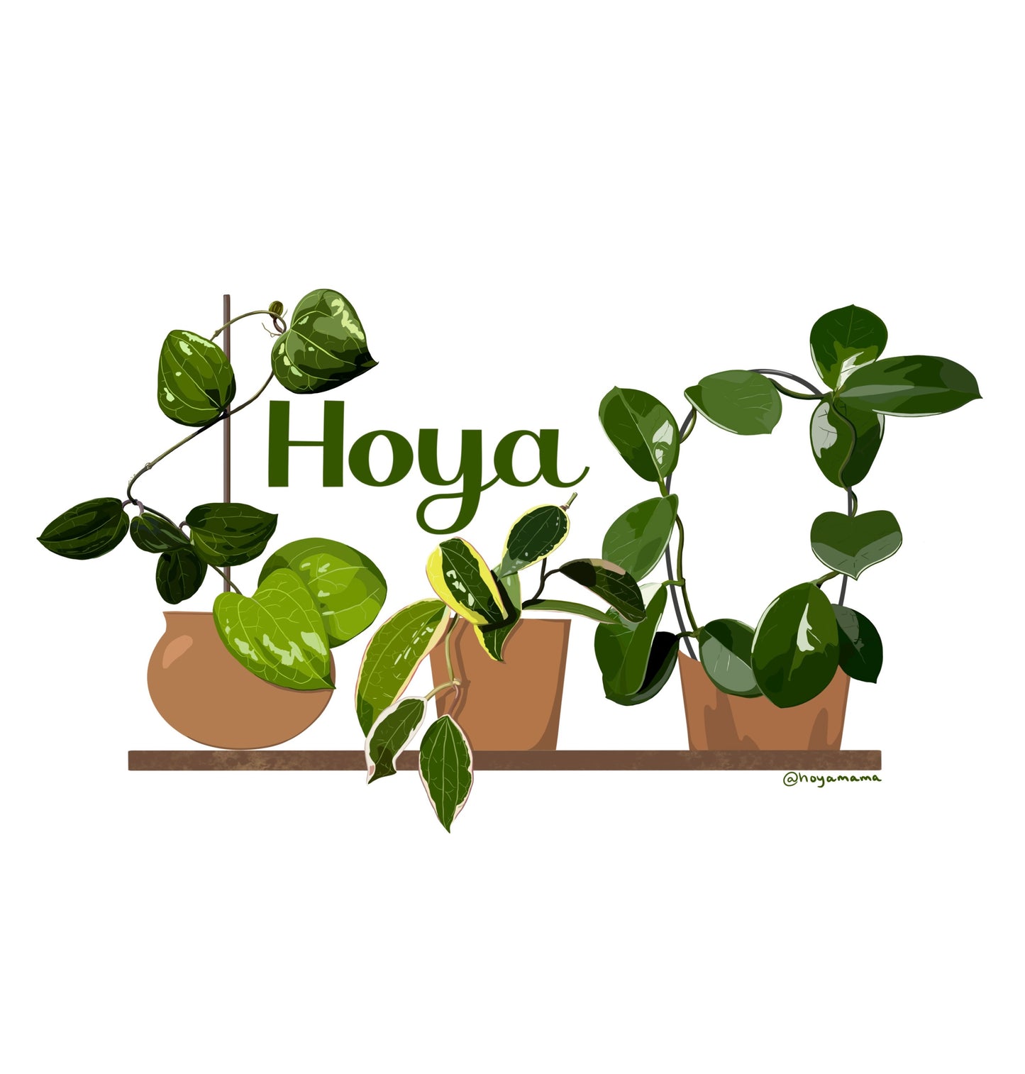 Hoya Trio Plant Lover Sticker