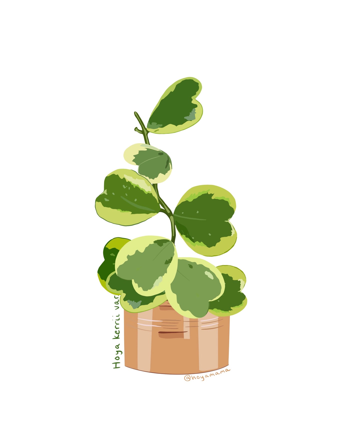 Hoya Kerri Variegata Sticker