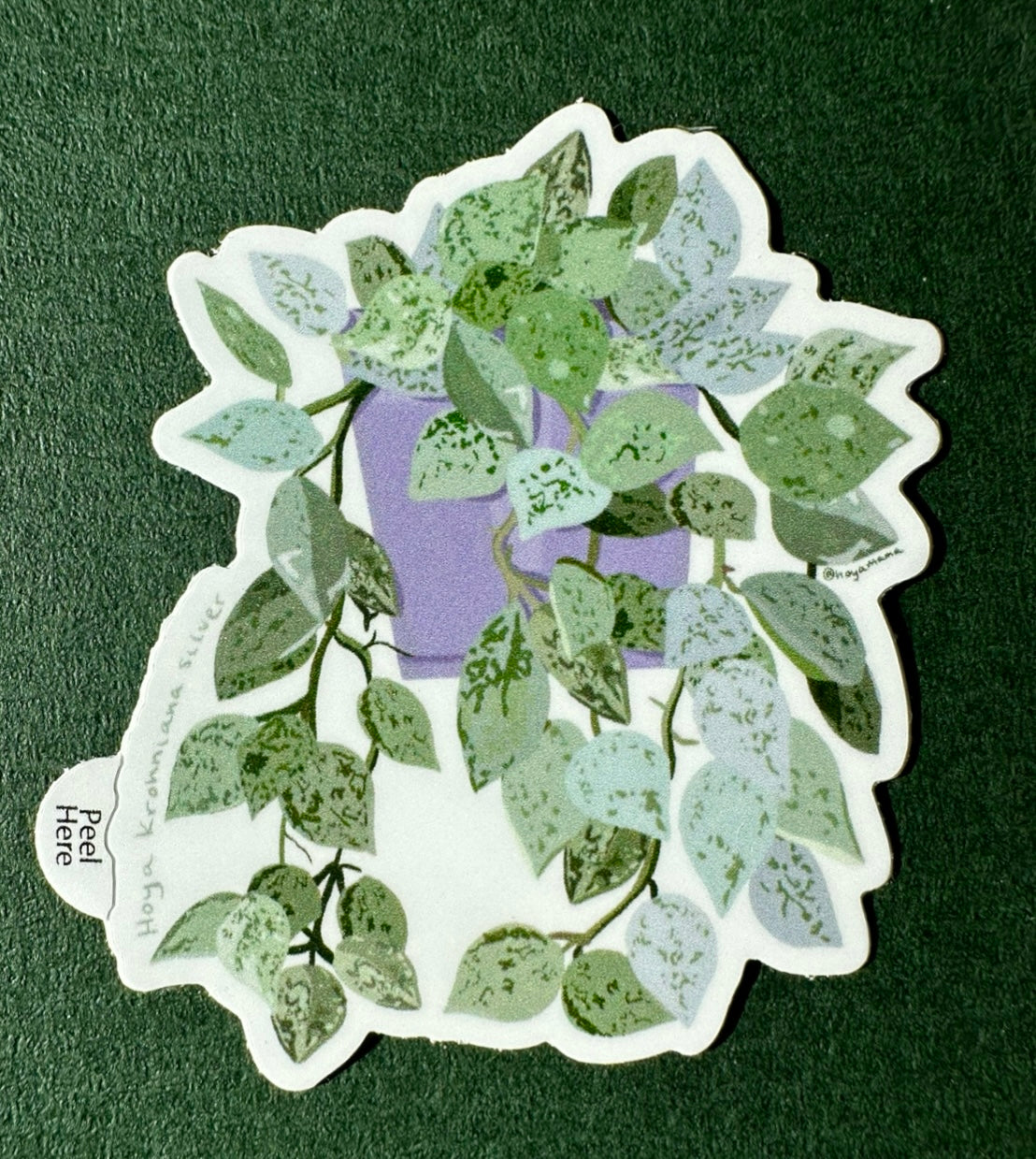 Hoya Krohniana Silver Plant Lover Sticker