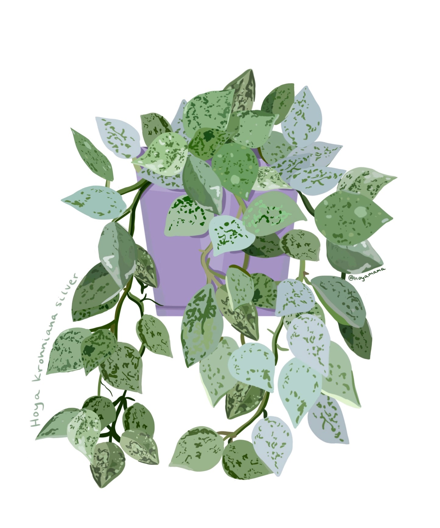 Hoya Krohniana Silver Plant Lover Sticker
