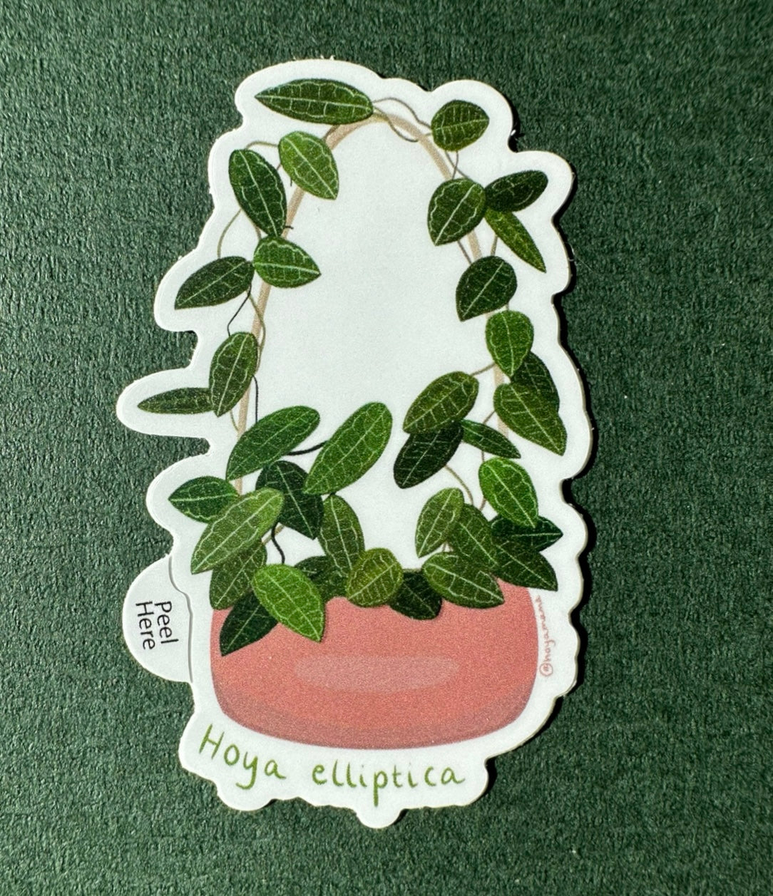 Hoya Elliptica Plant Lover Sticker