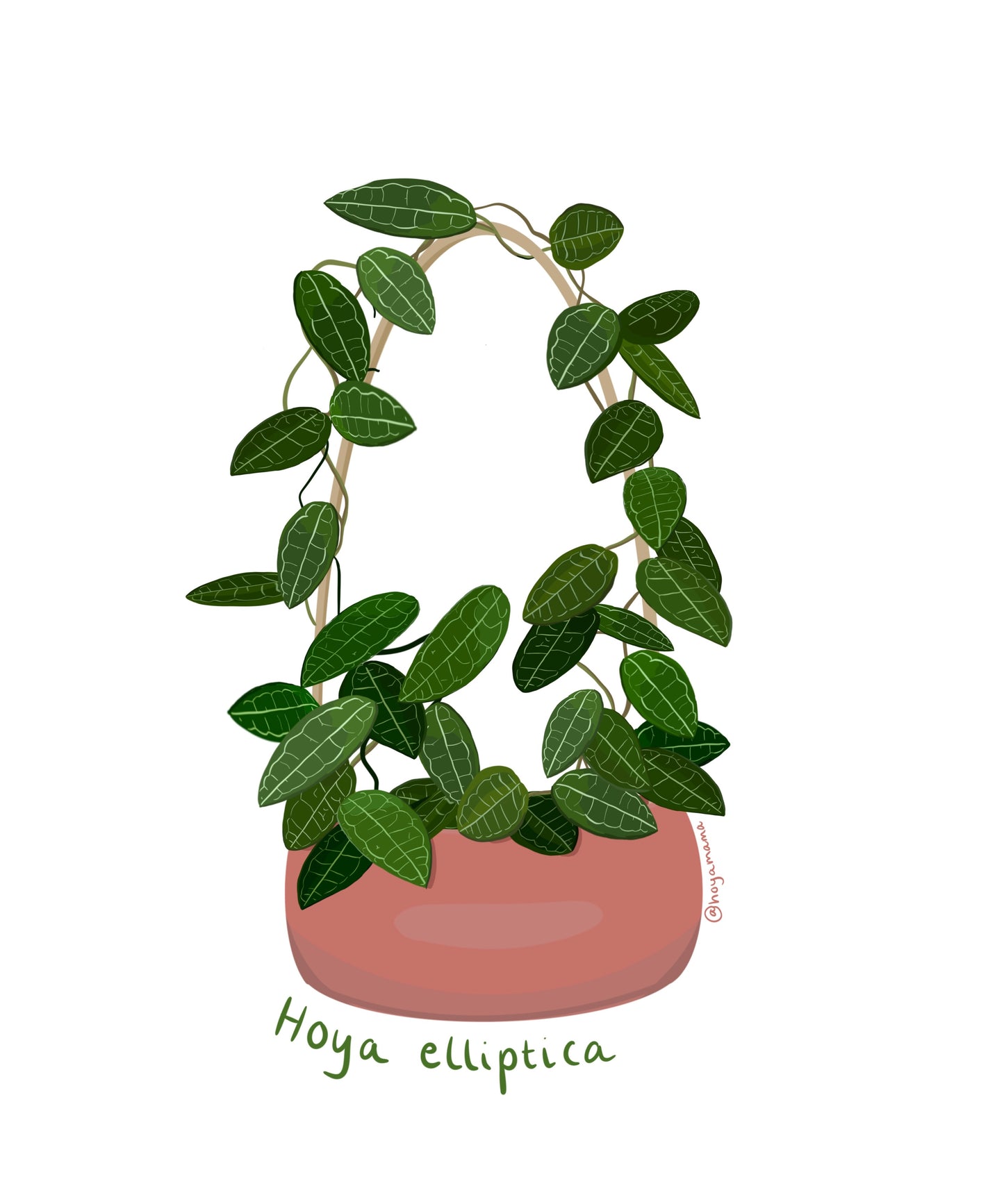 Hoya Elliptica Plant Lover Sticker