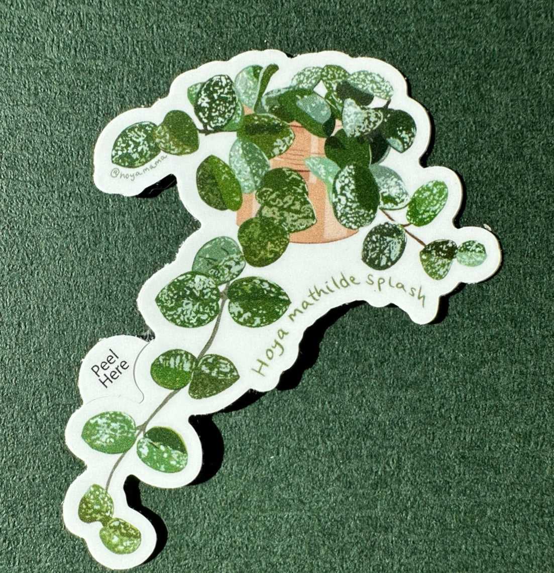 Hoya Mathilde Splash Plant Lover Sticker