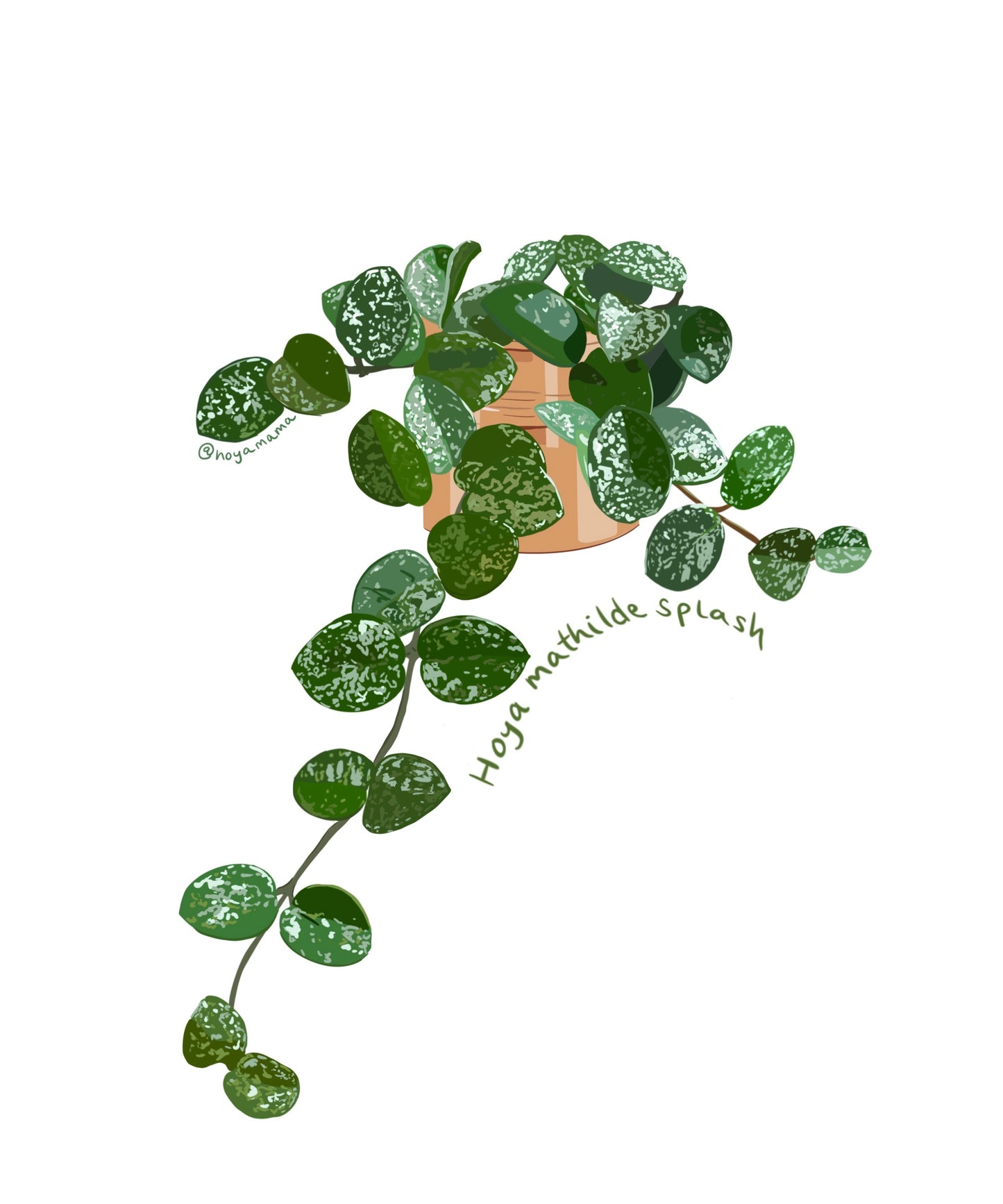 Hoya Mathilde Splash Plant Lover Sticker