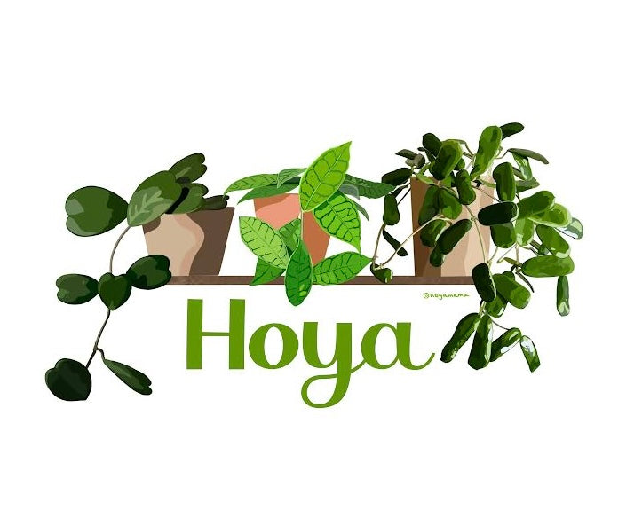 Hoya Kerrii, Callistophylla, Rotundiflora Plant Lover Sticker