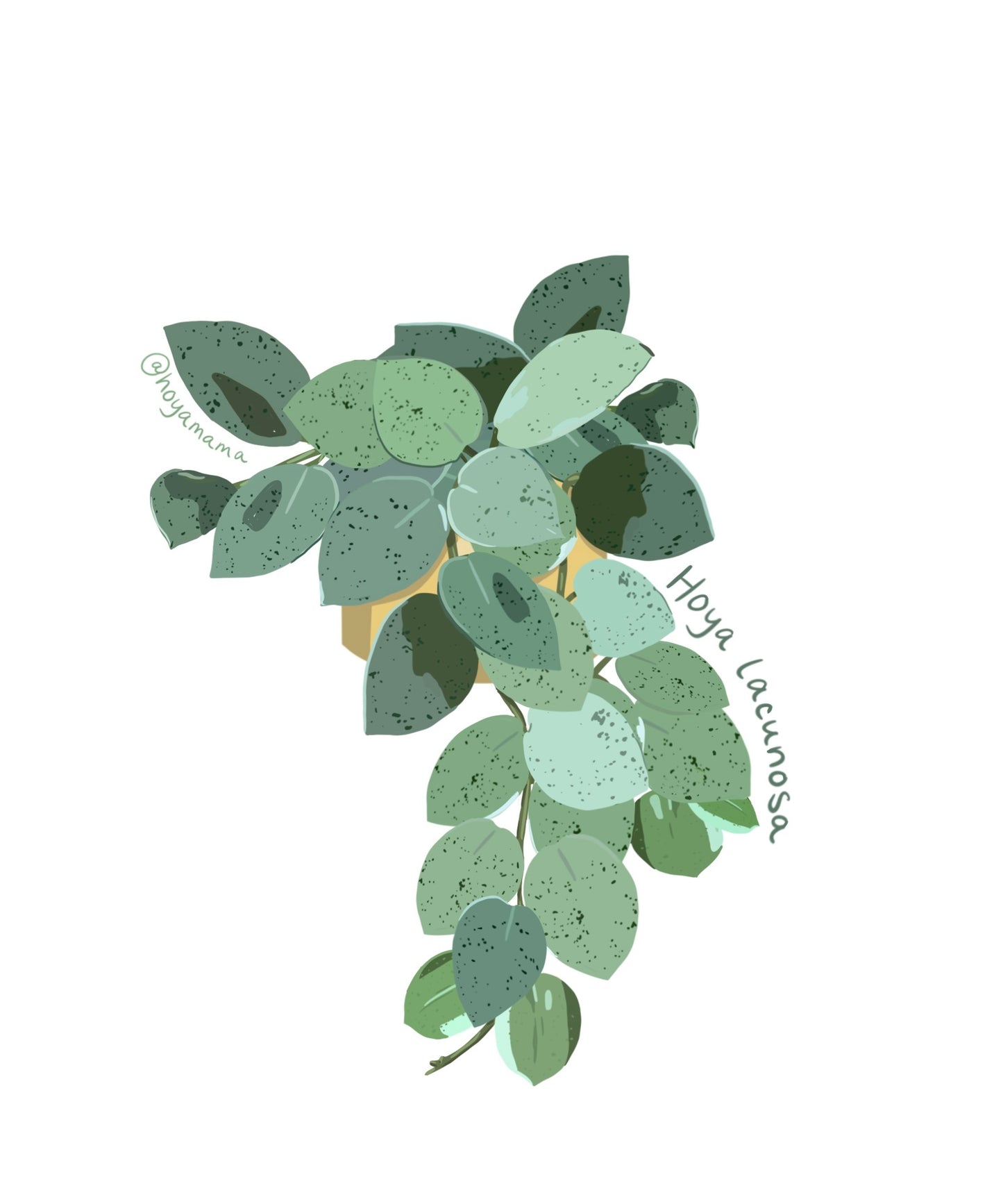 Hoya Lacunosa Plant Lover Sticker