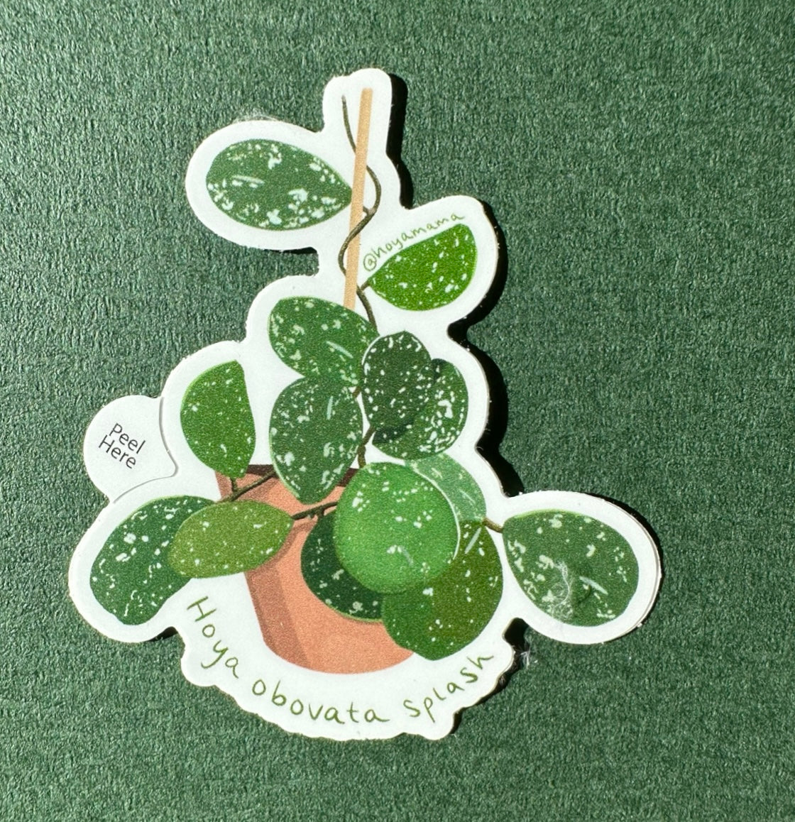 Hoya Obovata Splash Plant Lover Sticker