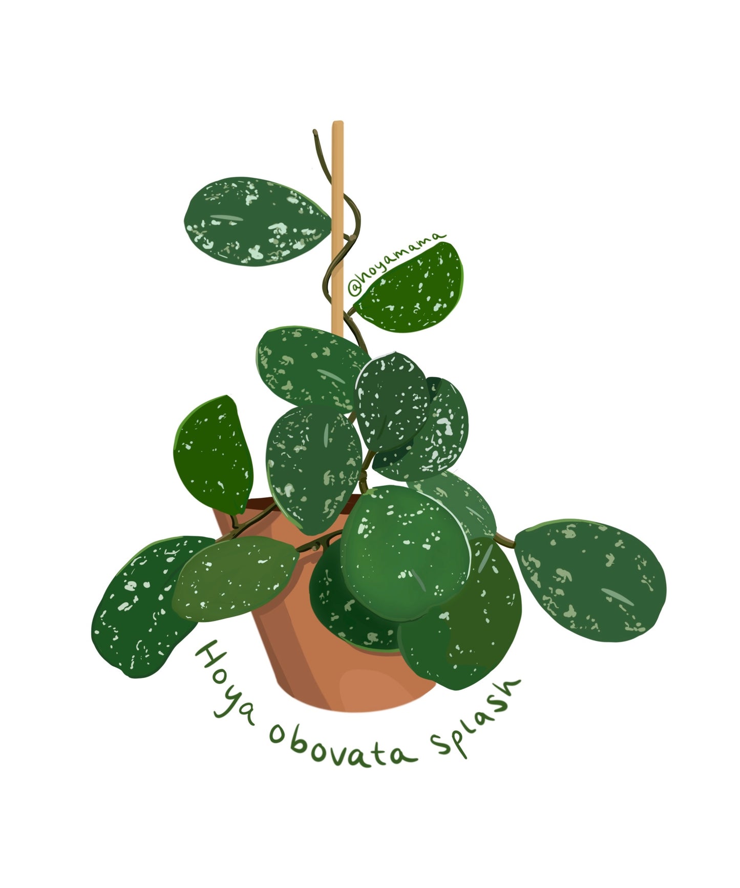 Hoya Obovata Splash Plant Lover Sticker