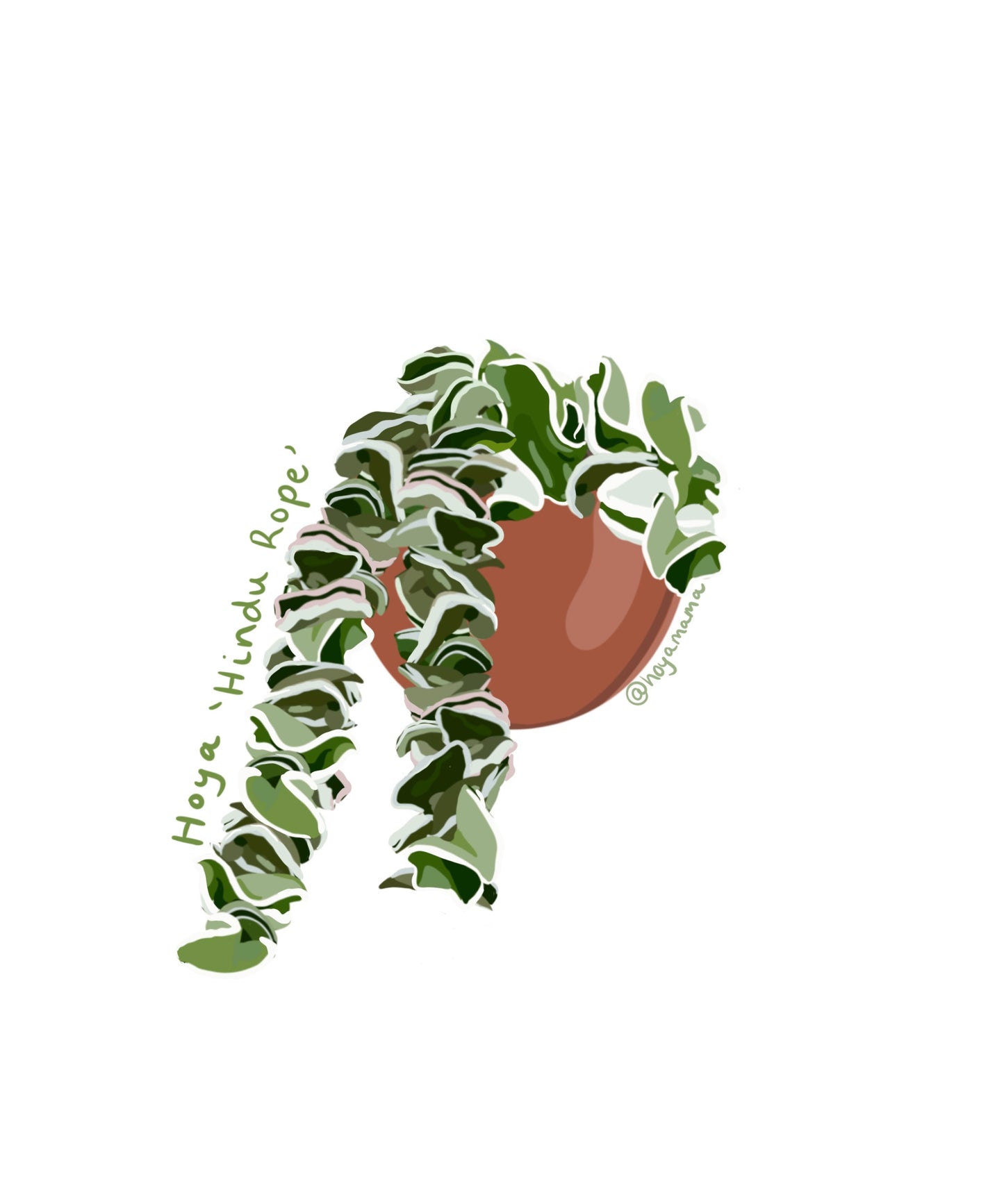 Hoya Hindu Rope Plant Lover Sticker