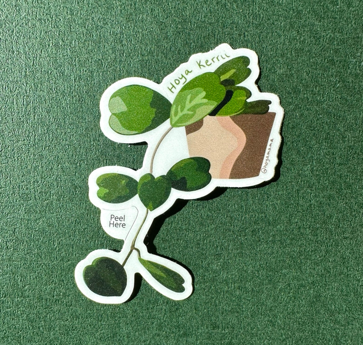 Hoya Kerrii Plant Lover Sticker