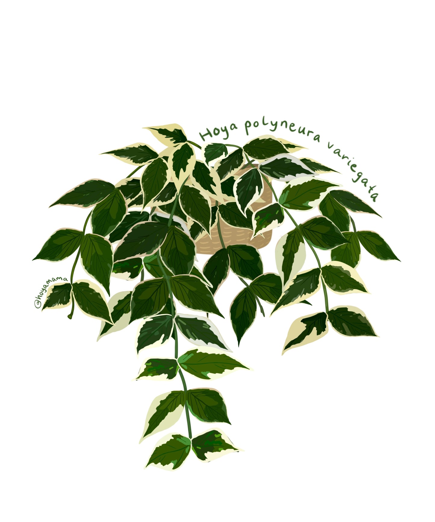 Hoya Polyneura Variegata Plant Lover Sticker
