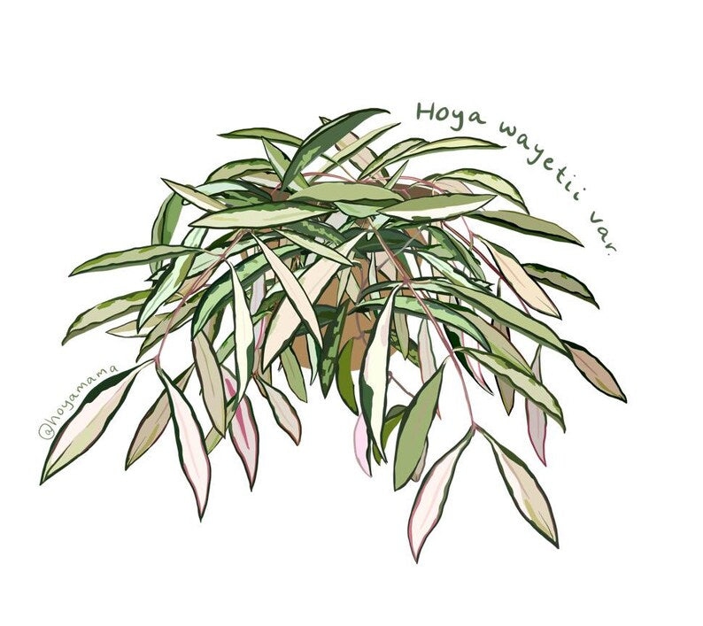 Hoya Wayetii Plant Lover Sticker
