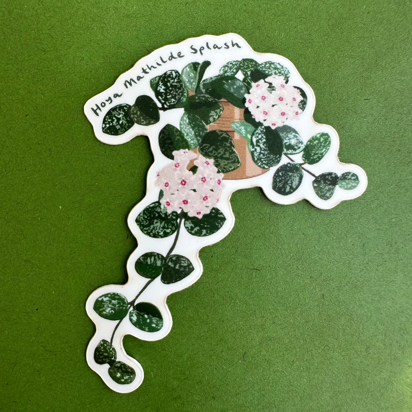 Hoya Mathilde Splash Plant Lover Sticker