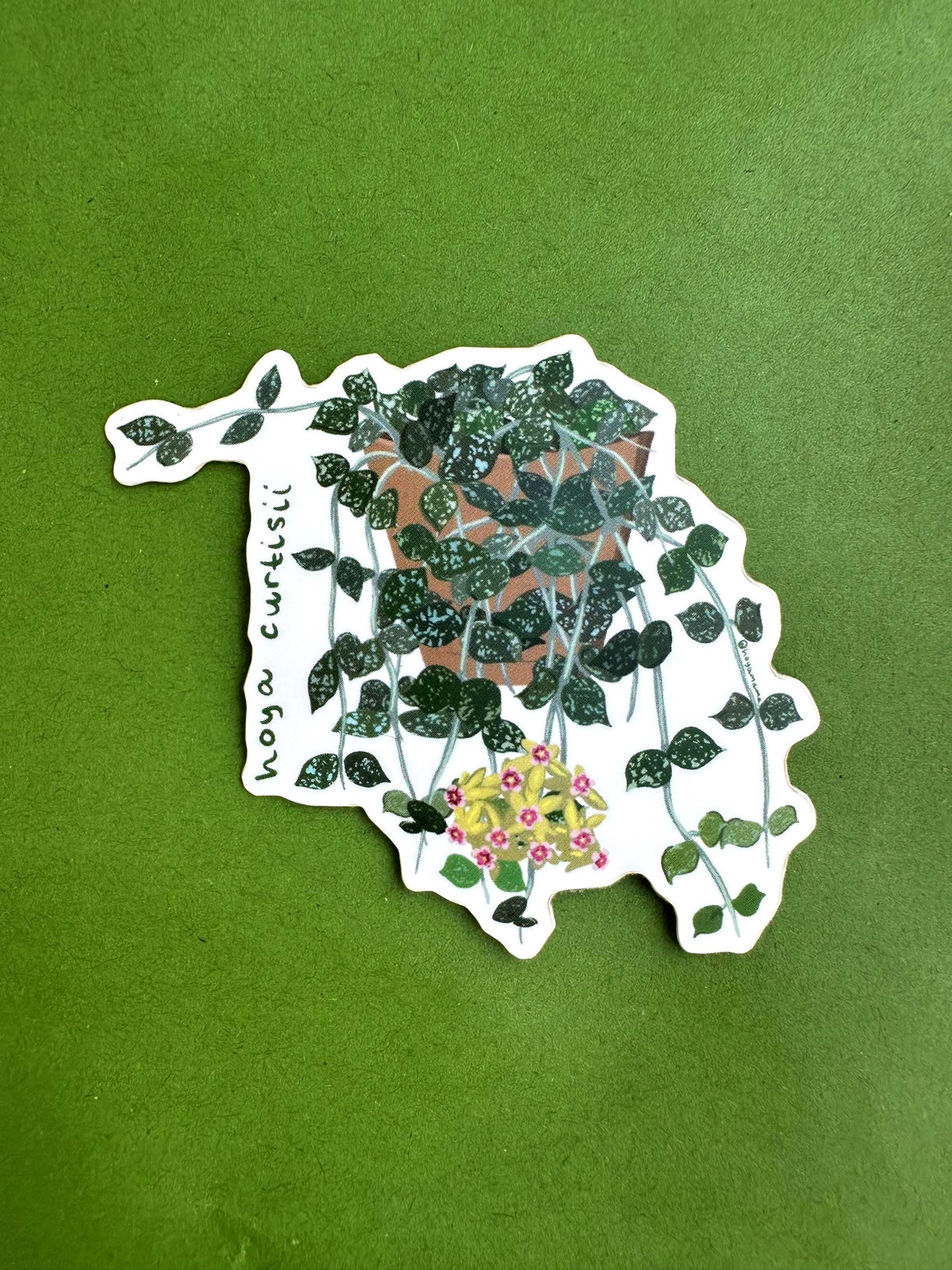 Hoya Curtisii Plant Lover Sticker