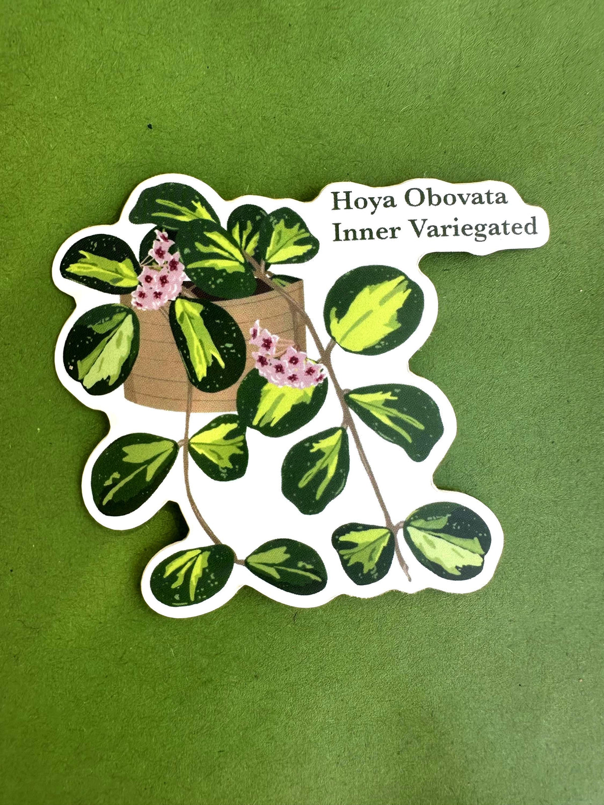 Hoya Obovata Inner Variegated Plant Lover Sticker