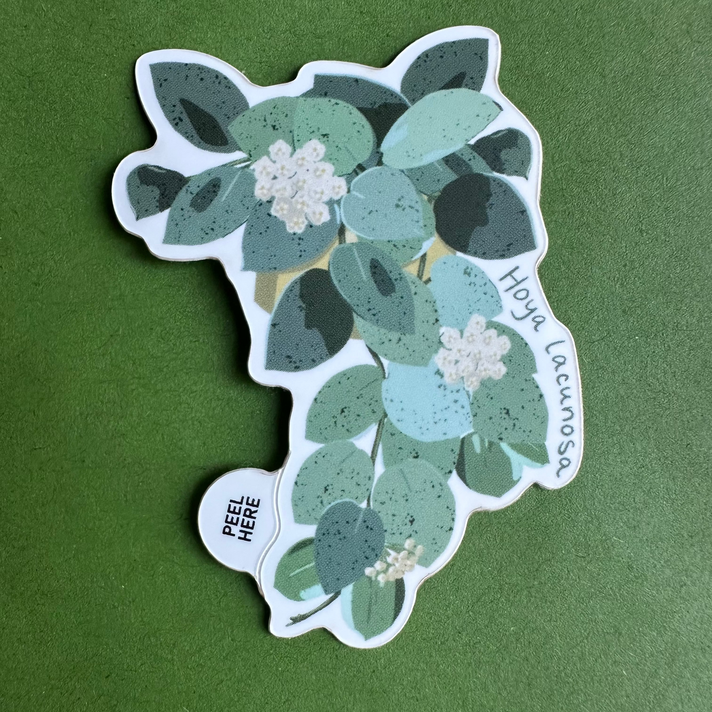 Hoya Lacunosa Plant Lover Sticker