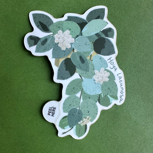 Hoya Lacunosa Plant Lover Sticker