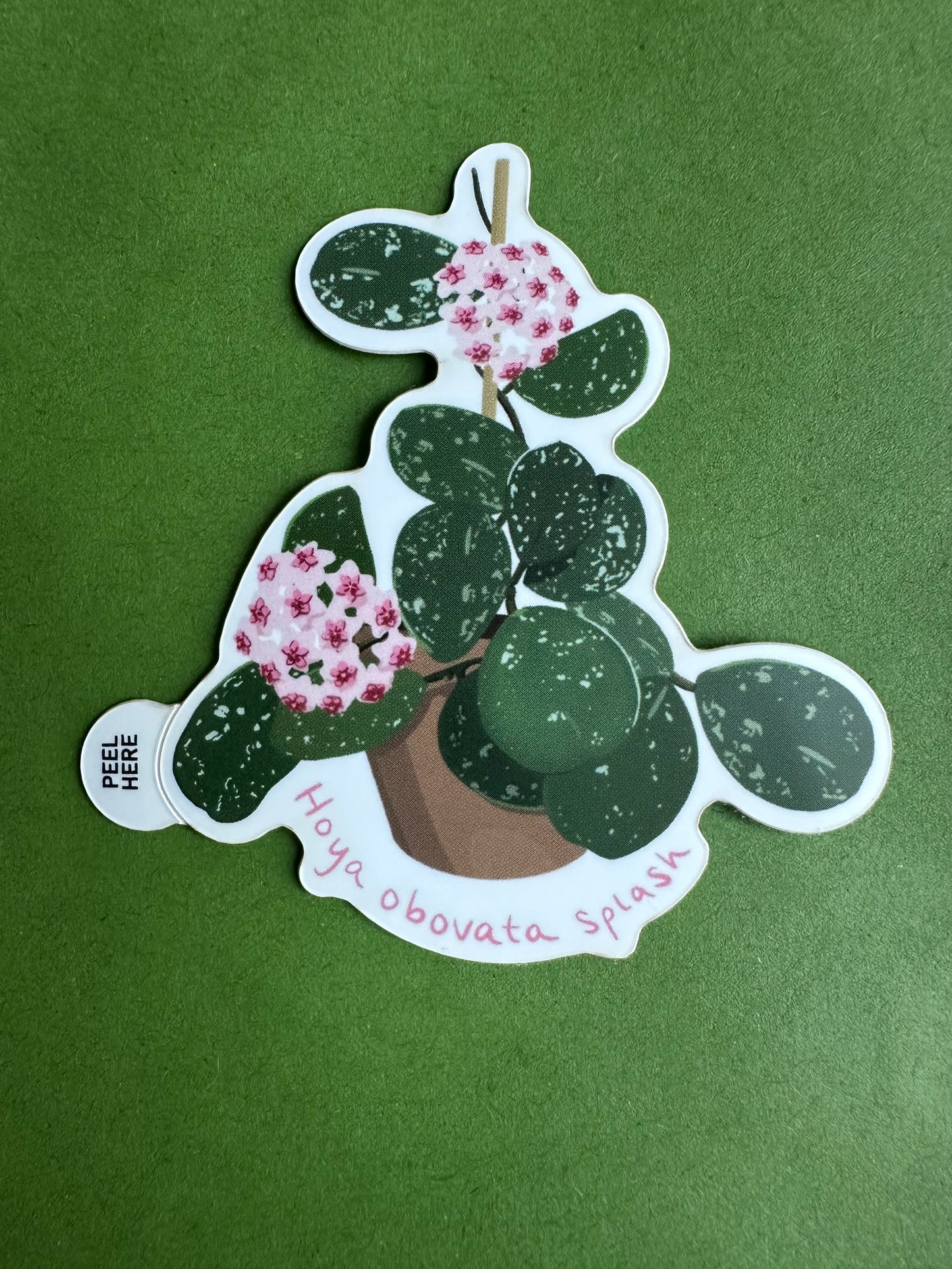 Hoya Obovata Splash Plant Lover Sticker