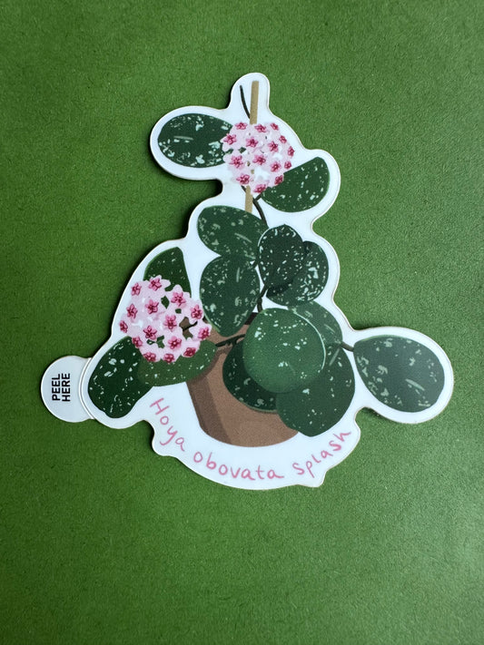 Hoya Obovata Splash Plant Lover Sticker