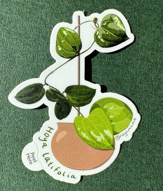 Hoya Latifolia Plant Lover Sticker