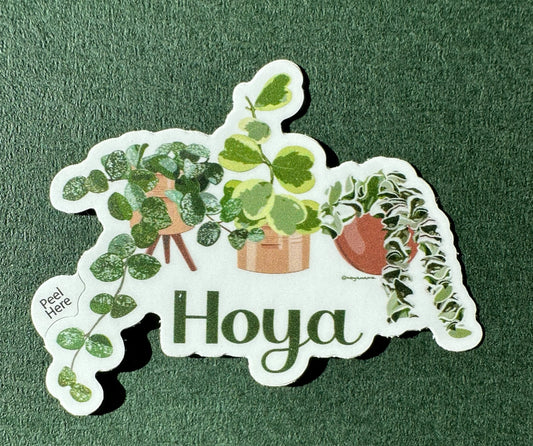 Hoya Mathilde Splash, Kerri Variegated, and Hindu Rope Trio Sticker for Plant Lovers