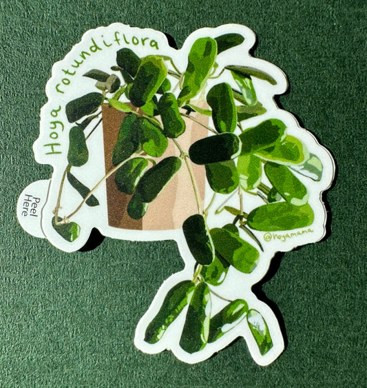 Hoya Rotundiflora Plant Lover Sticker