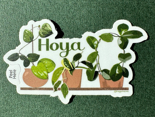 Hoya Trio Plant Lover Sticker