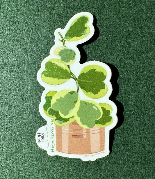 Hoya Kerri Variegata Sticker