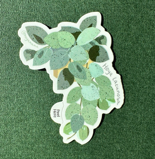 Hoya Lacunosa Plant Lover Sticker