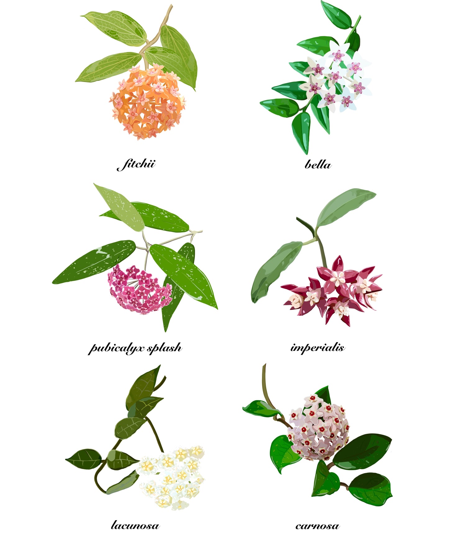 Hoyas in Bloom Sticker Sheet for Hoya and Plant Lovers