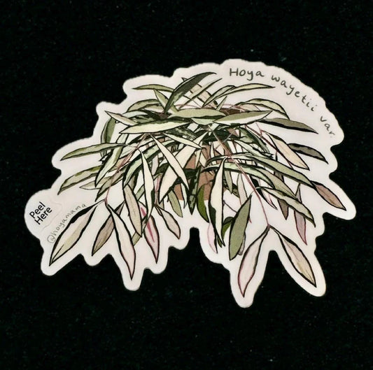 Hoya Wayetii Plant Lover Sticker