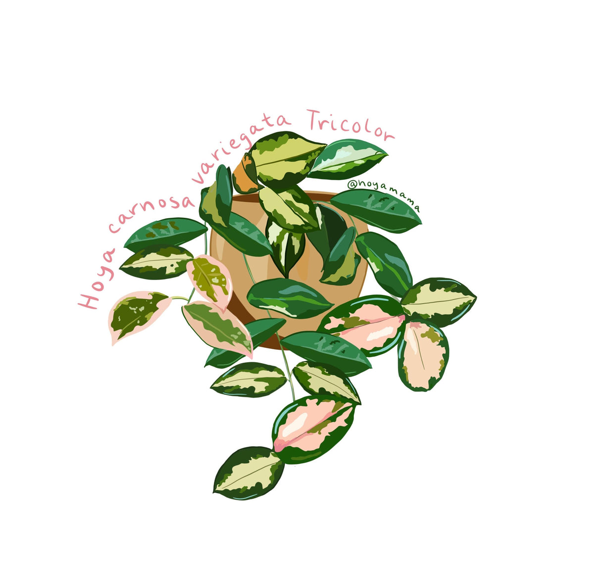 Hoya Carnosa Variegata Tricolor Plant Lover Sticker