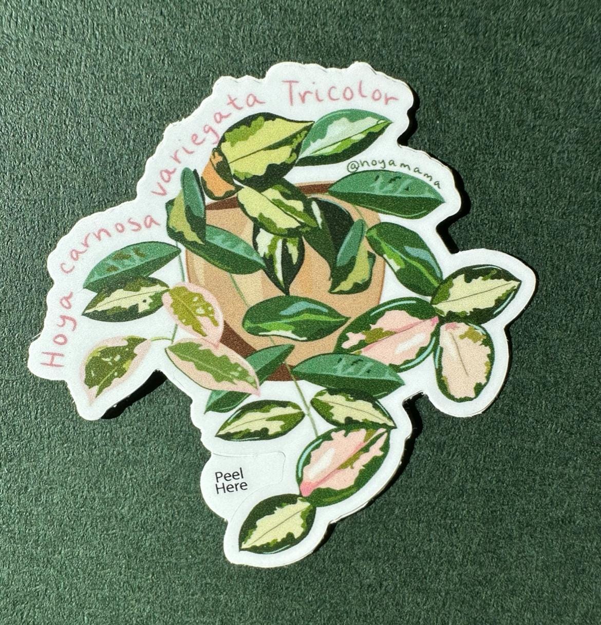 Hoya Carnosa Variegata Tricolor Plant Lover Sticker