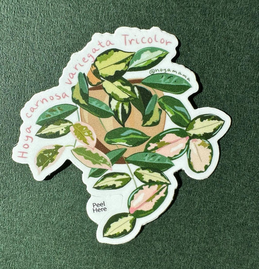 Hoya Carnosa Variegata Tricolor Plant Lover Sticker