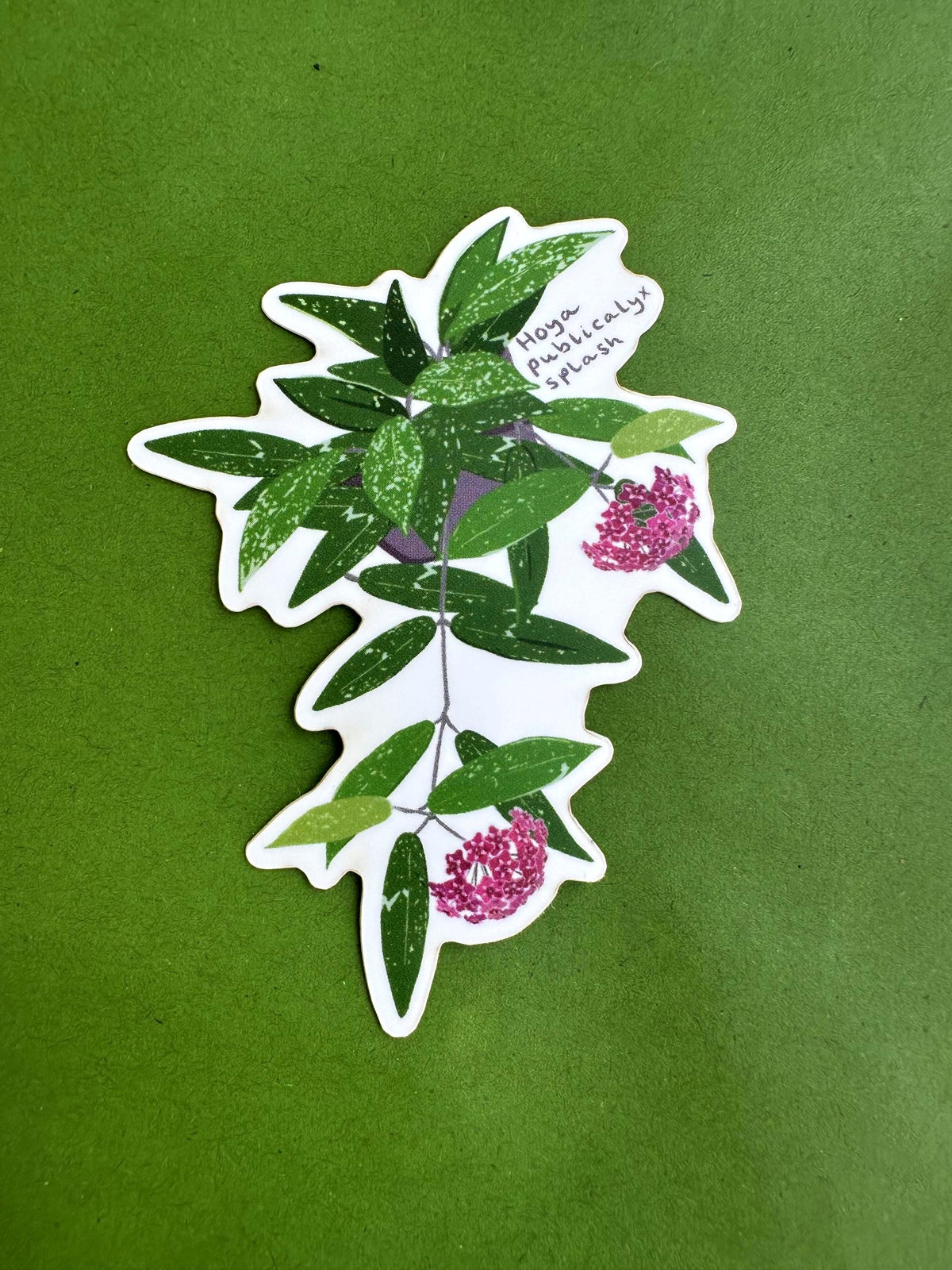 Hoya Publicalyx Splash Plant Lover Sticker
