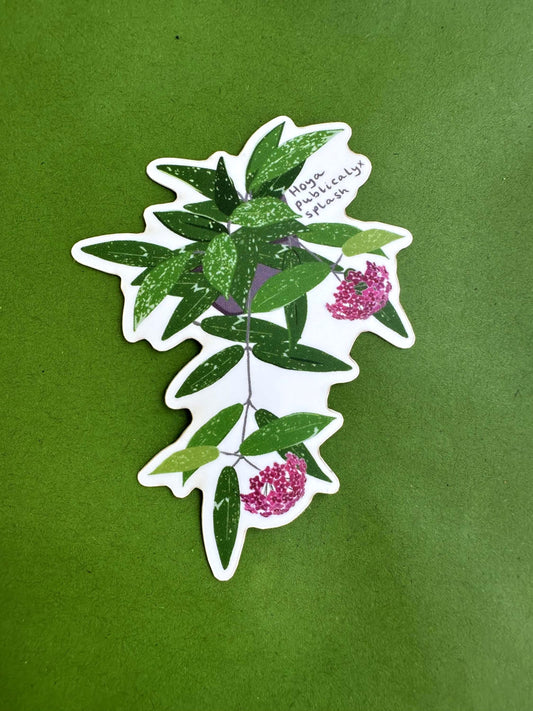 Hoya Publicalyx Splash Plant Lover Sticker